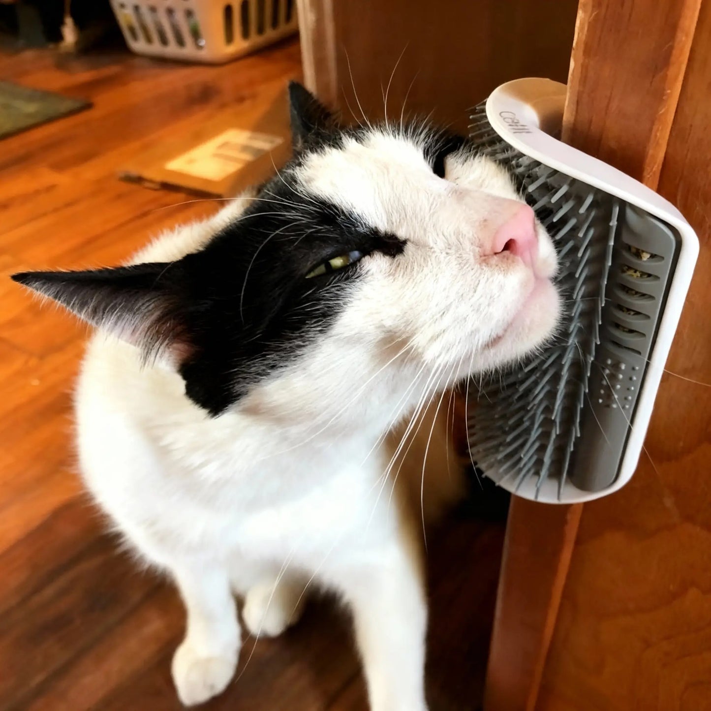 Self-Grooming Cat Wall Brush | PetLuxeon UK
