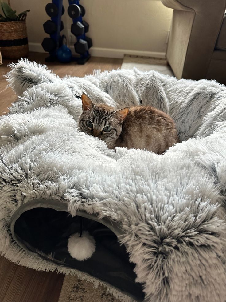 2-in-1 Foldable Cat Tunnel & Bed (Ultra-Soft Plush)