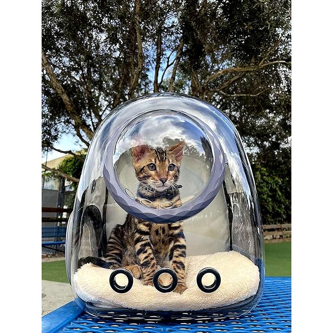 Cat Carrier Backpack – Transparent Space Capsule 🐱🎒